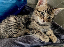Gorgeous bengal kitten