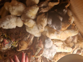 4 week old cream legbars