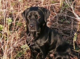 3 Yr old Pedigree Black labrador for stud