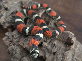 Female Tri Colour Hognose