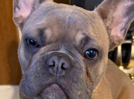 French bull dog