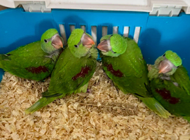 Hand Reared Tame Talking. Baby Alexandrian Parrots.