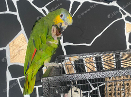 Male Amazon Parrot