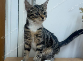 Cat 4 months tabby&rsquo;s