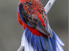 Looking For Female Rosella Parrot in Manchester