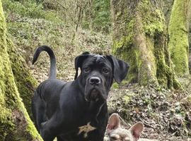 Zeus needs a home forever