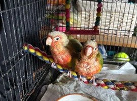 3 conure babies