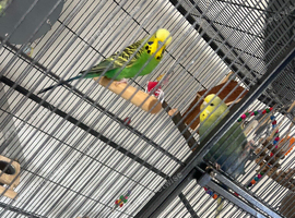 Budgies and flight cage