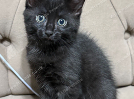 Kitten for sale