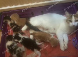 5 beautiful kittens