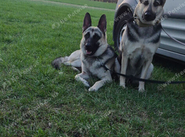 East european shepherd puppies due