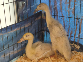 Indian runner ducklings