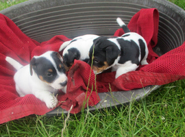 jack russell pups