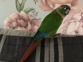 Conure