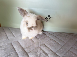 Mini lop bunnies