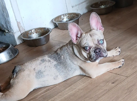 4month old french bulldog