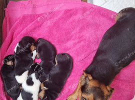 Jack Russell Pups