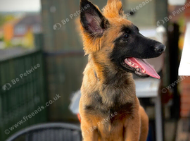 German shepherd x Belgium Malinois female pup