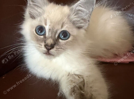 Stunning Ragdoll &times; Siberian Kittens