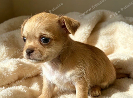 Chihuahua Cross Chinese Crested Pups