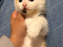 Kittens looking for a home