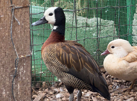 White face whistling duck