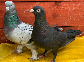 Turkish pair for sale
