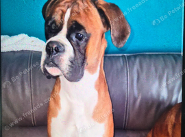 Proven boxer stud