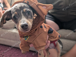 a double chiweenie