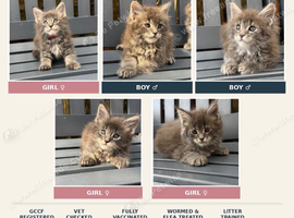 GCCF Fully Registered Maine Coon Kittens
