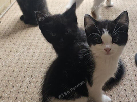 Beautiful kittens