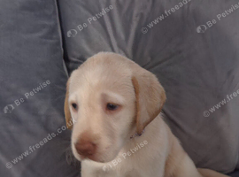 1 xboy 1 x girl adoreable labradoor puppies