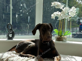 8 month dobermann