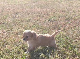 Fluffy Cavalier King Charles &times;  Jackapoo Puppies for Sale