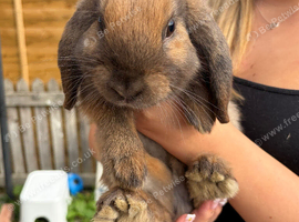 Mini lop for rehome!