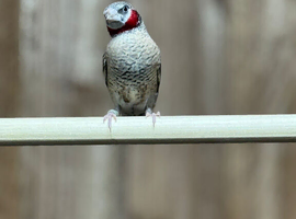 Cut throat finch