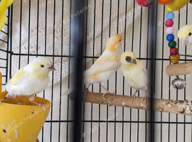 Colour canaries