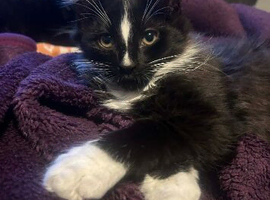 & month old female kitten