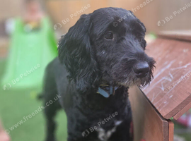 Male cockapoo