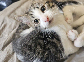 Ready to go kittens