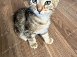 Reasy for her new home Norwegian forest cat x bengal