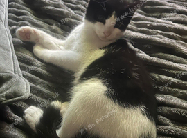 Mixed breed rag doll x local cat