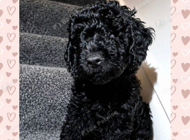 TOY MALE COCKAPOO PUPPY