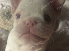 Frenchie pups