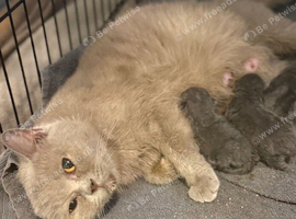 British short haired kittens