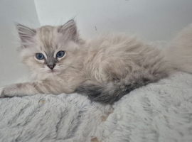 3 Beautiful Ragdoll kittens- Ready to Leave Now