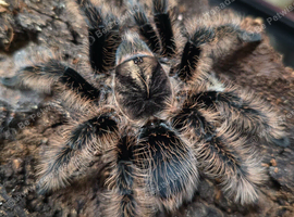 SAF TLITOCATL Albopilosus Curly hair