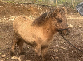 Dun Shetland filly foal