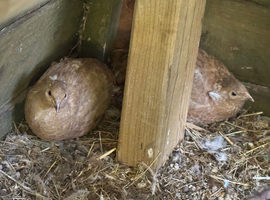 5 female laying quails (price for all)
