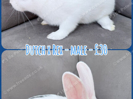 Dutch x Rex Baby Rabbits